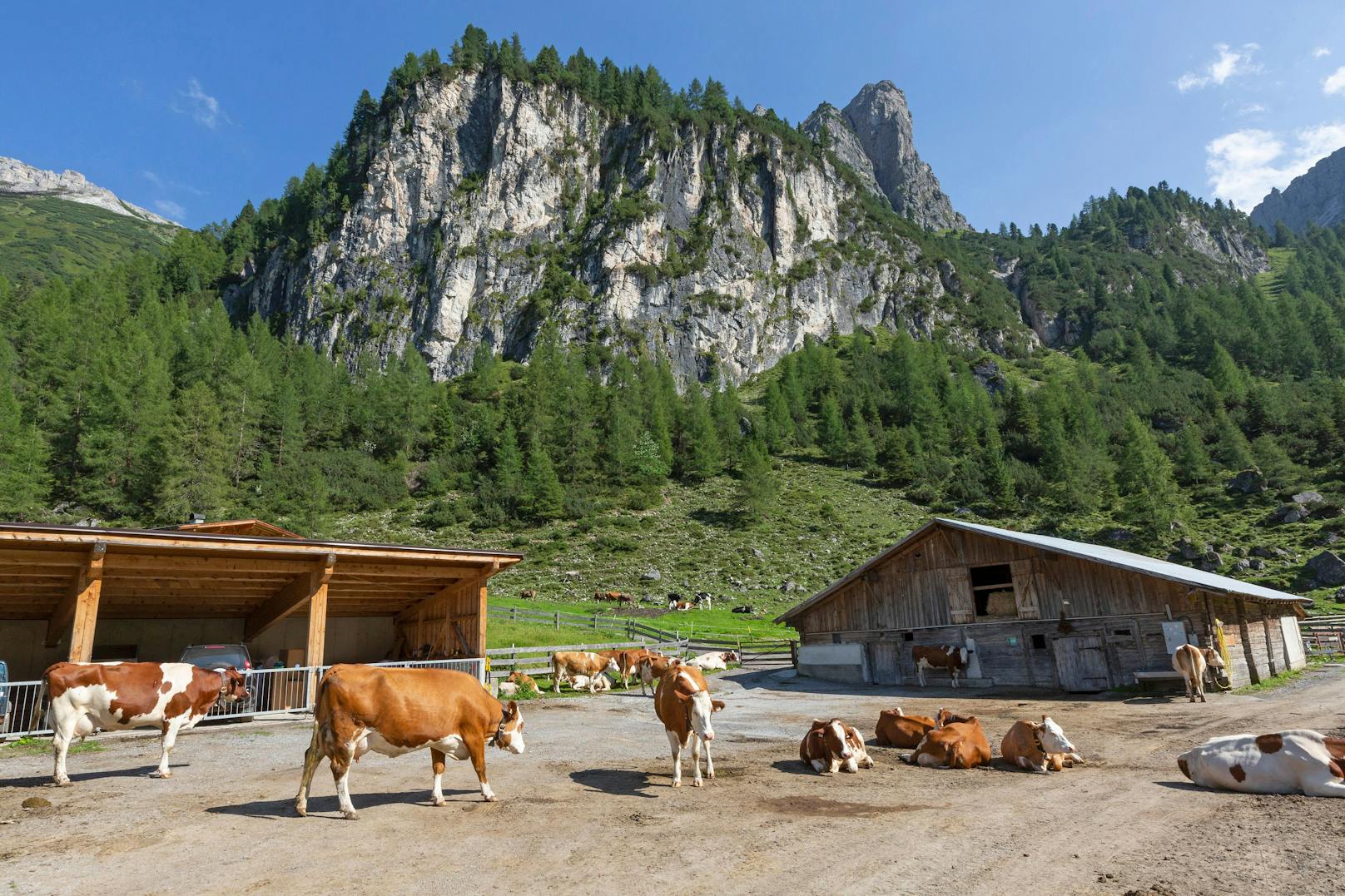 Kühe am Axamer Lizum in Tirol. Archivbild, 2019.