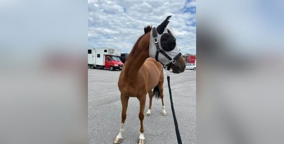 Das Pferd war einst ein erfolgreiches Rennpferd.