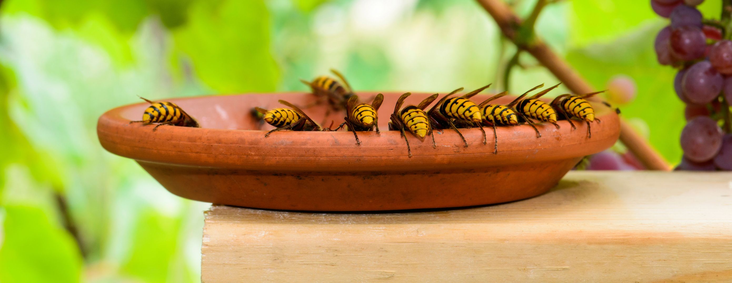 Warum ist gerade heuer die Wespen-Population so groß?