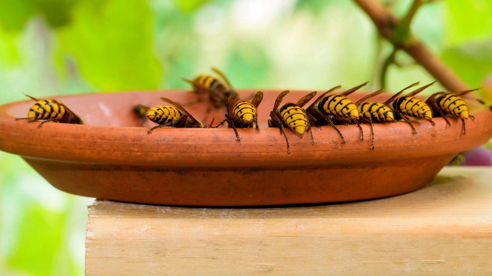Warum ist gerade heuer die Wespen-Population so groß?