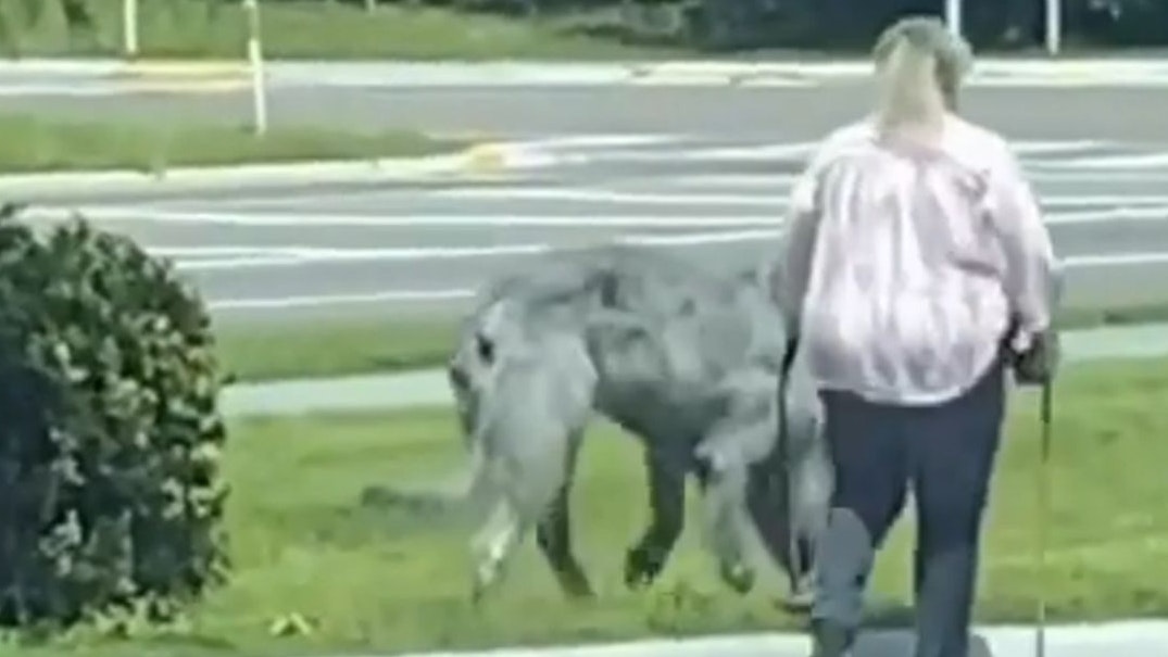 Zottelig und Riesig - was bist du nur?