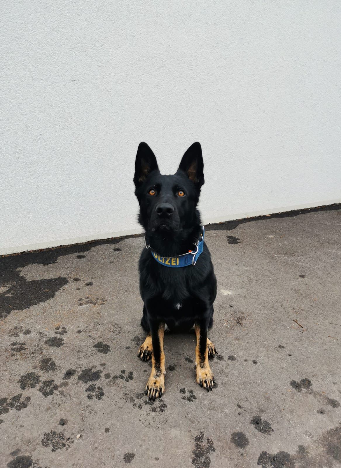 Das ist Polizeihündin Domina und sie erschnüffelt alles. Im Team mit den Beamten der Wiener Polizei ist sie unschlagbar.