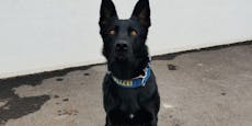 Wien: Polizeihund "Domina" erschnüffelt Mega-Drogenfund