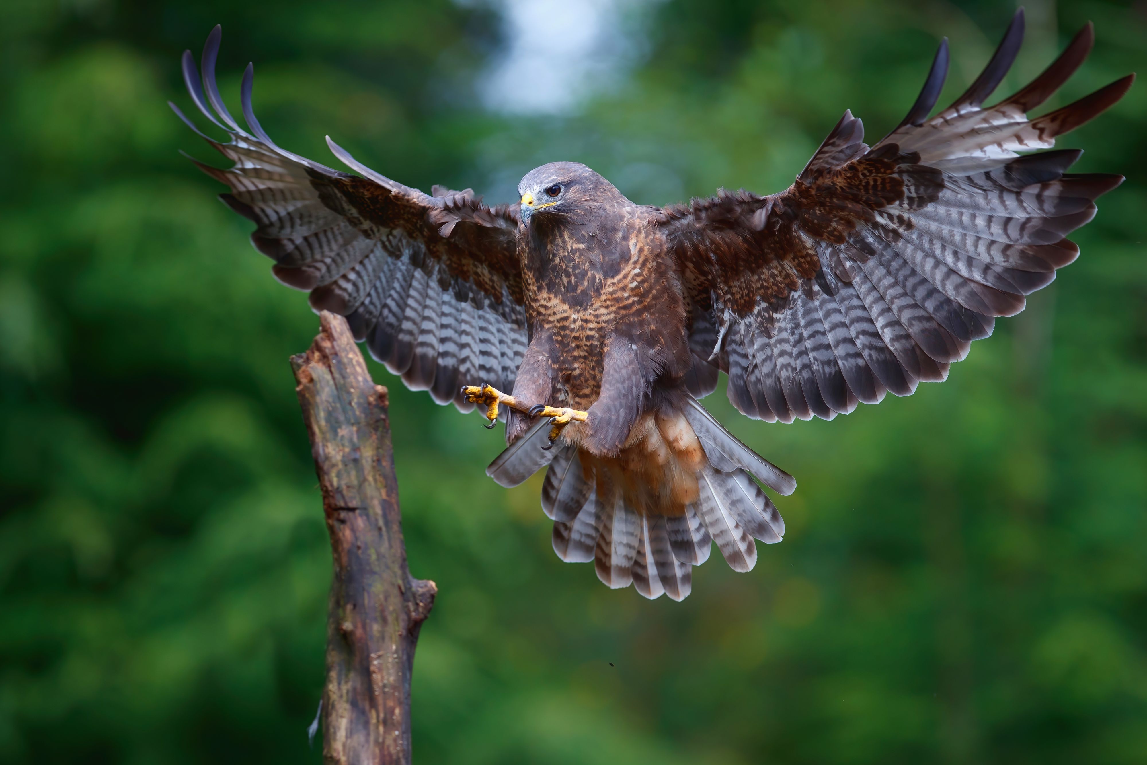 Ein Bussard verursachte in Tirol einen Autounfall.