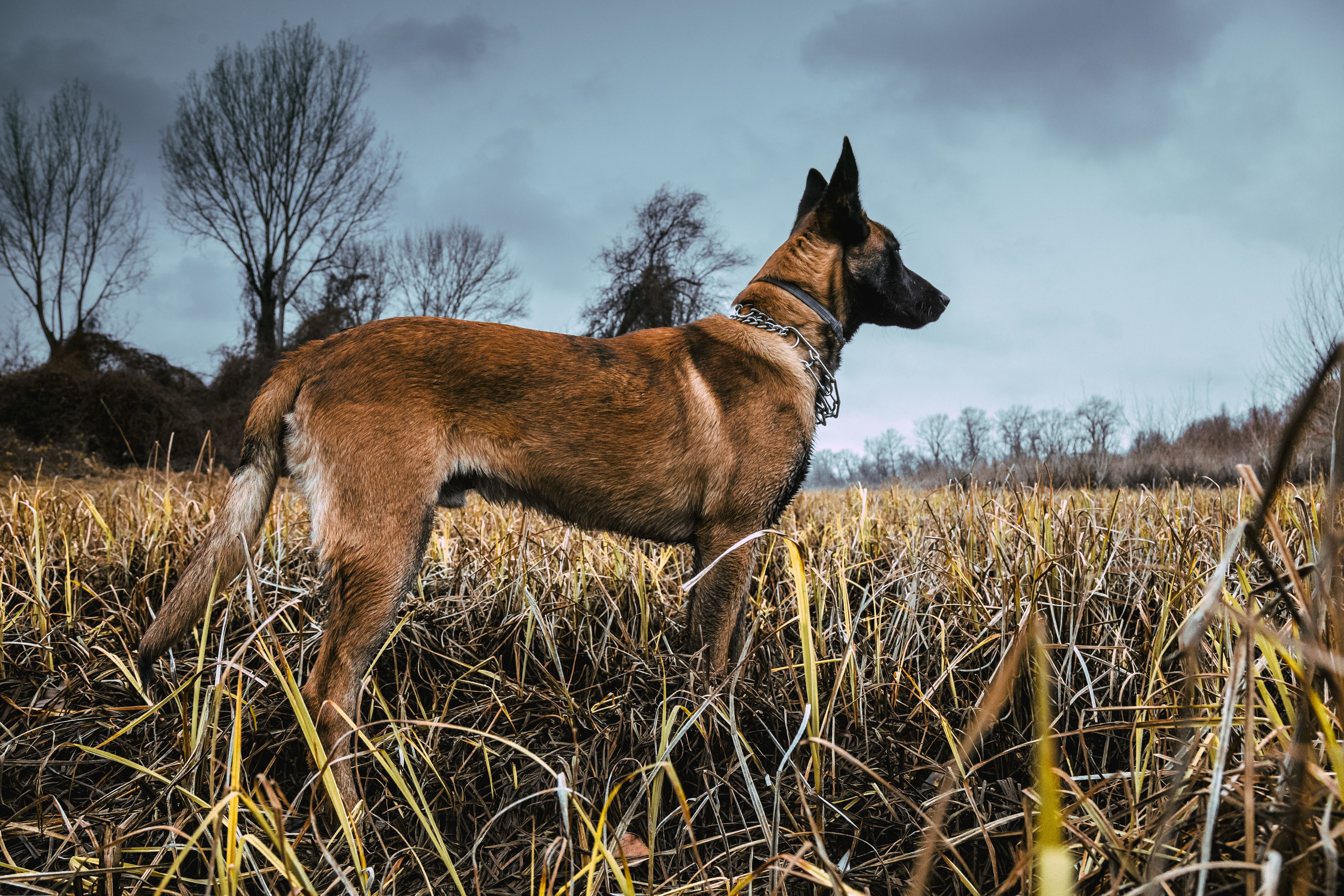 Heute.at - Wolf-DNA! Hightech-Diensthunde für den Krieg