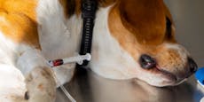 Panik: Unbekanntes Virus tötet Hundebabys
