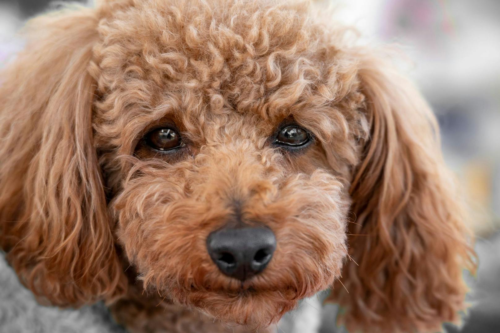 Studie zeigt wie Hunde wirklich ihre Freude ausdrücken