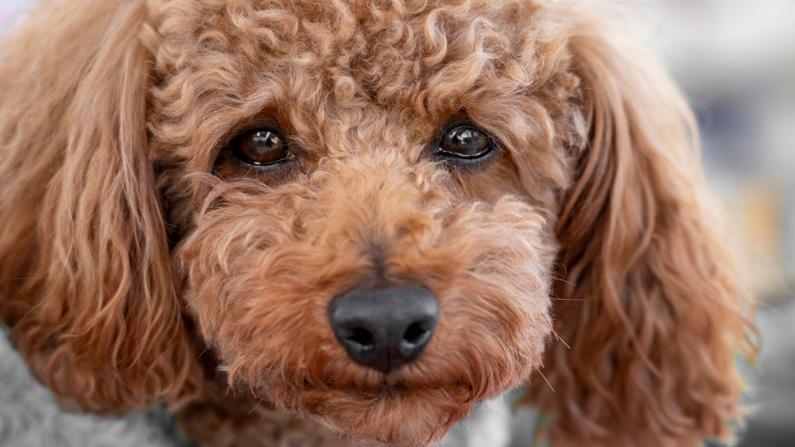 Eine Studie der Azabu Universität in Japan behauptet, dass Hunde vor Freude weinen können.