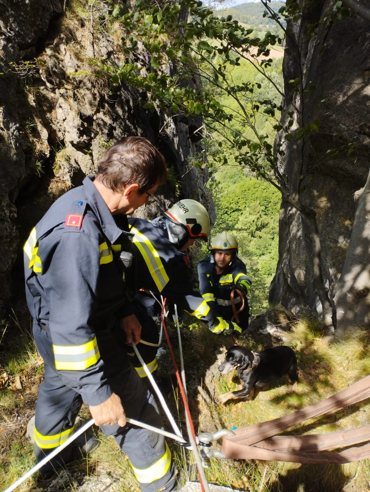 Hund stürzte über Felsen ab: Einsatzkräfte vor Ort