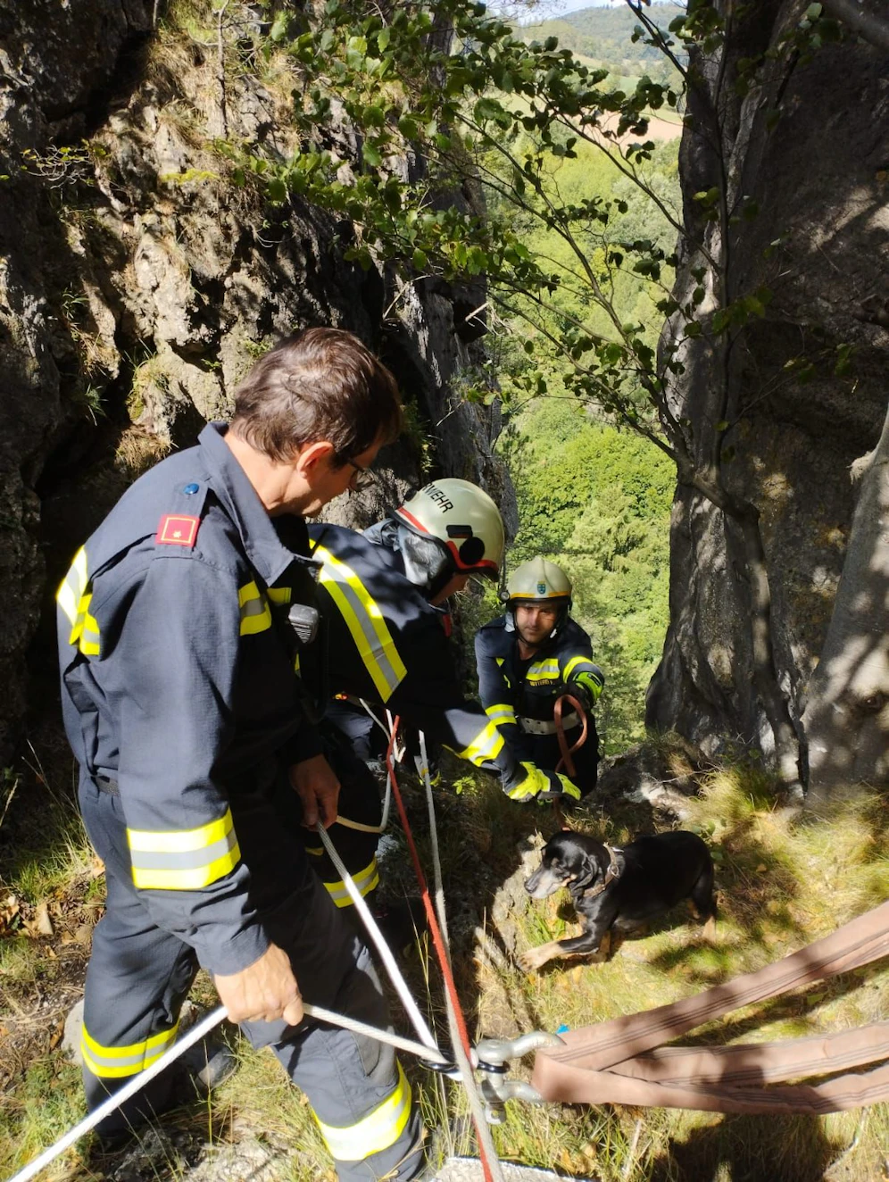 Hund stürzte über Felsen ab: Einsatzkräfte vor Ort