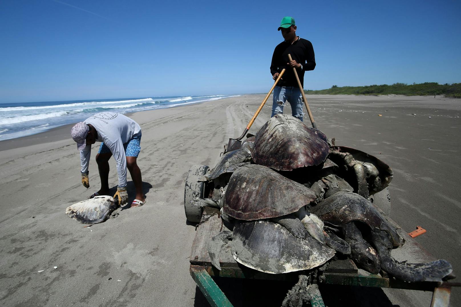 Anwohner tragen mehrere tote Meeresschildkröten mit einer Schubkarre in das Strandschutzgebiet.