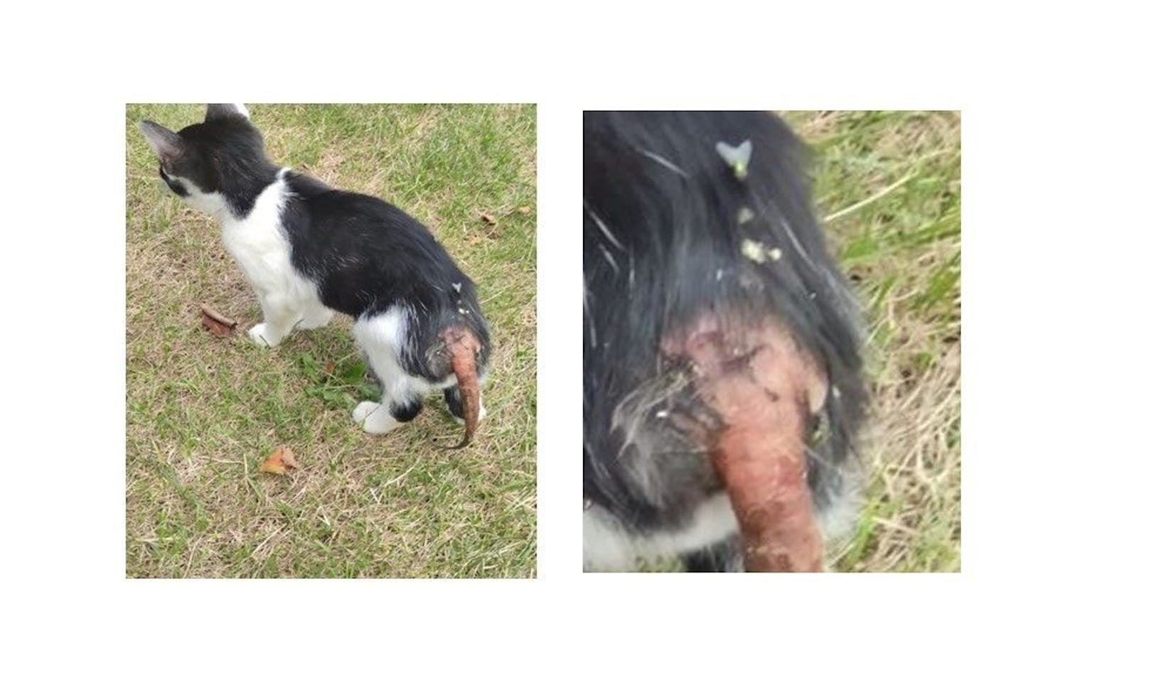 Die schwer verletzte Katze wurde in Zistersdorf gefunden.