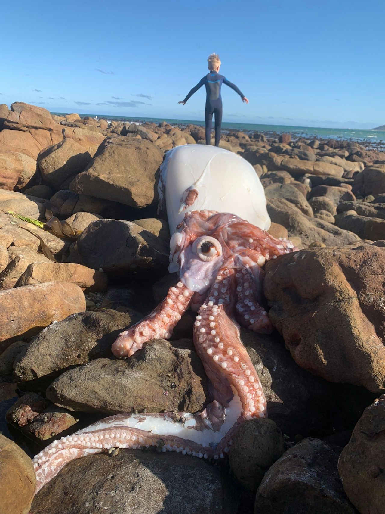 Heute.at - Riesiger, toter Tintenfisch ist ein Hit auf Twitter