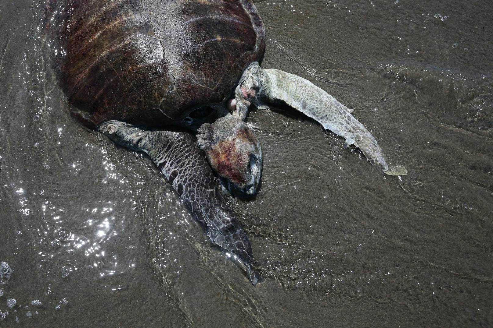Nach Berichten von Anwohnern gibt es Anzeichen dafür, dass sich Hunderte von Meeresschildkröten in Fischernetzen verfangen haben und gestorben sind.