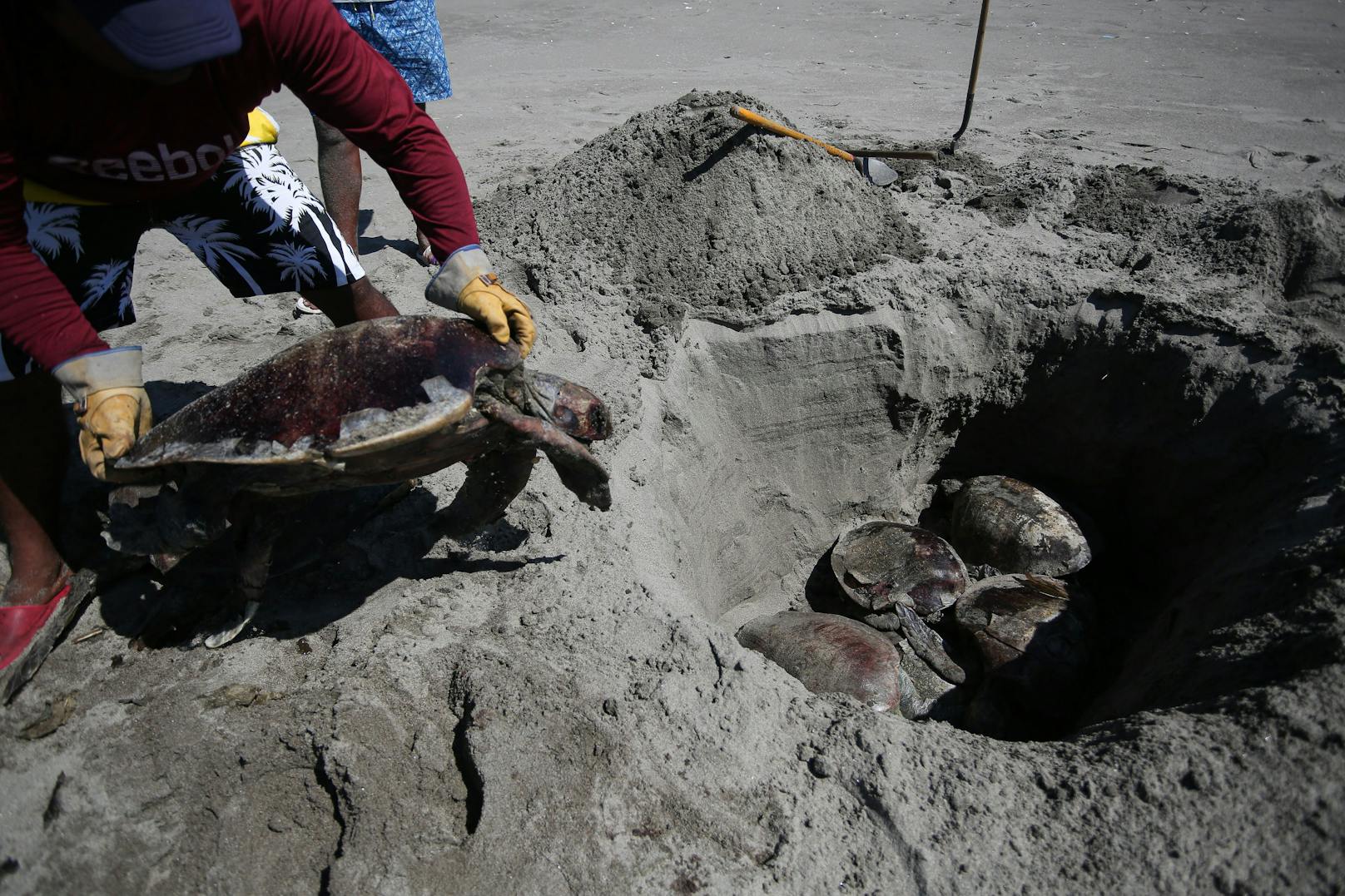 Sie begraben mehrere tote Meeresschildkröten in einem Strandschutzgebiet.