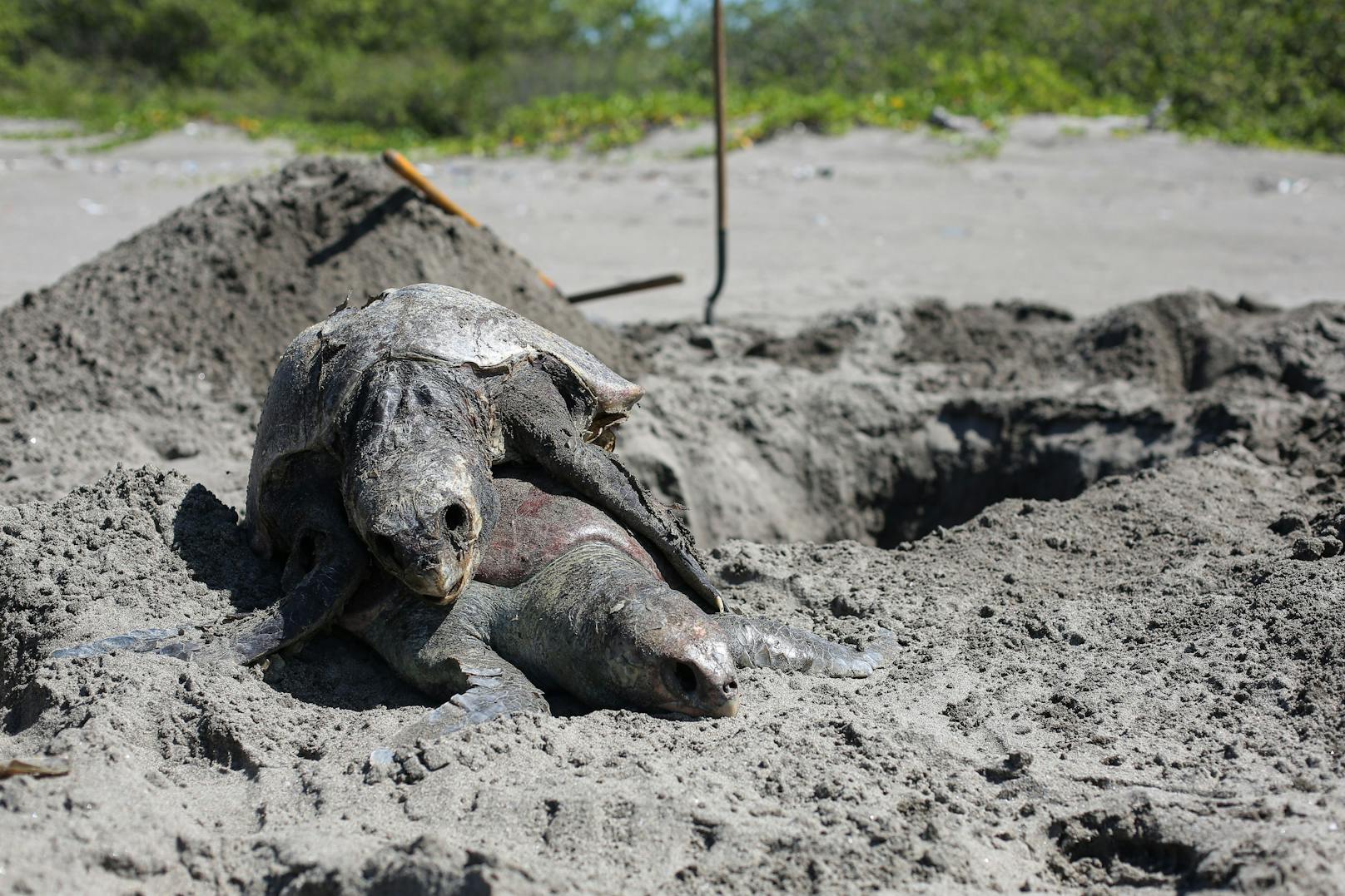 Zwei tote Meeresschildkröten liegen übereinander, nachdem sie im Strandschutzgebiet tot aufgefunden wurden.