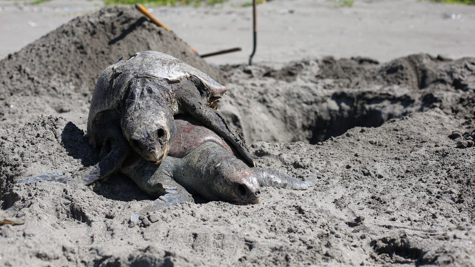 Mehrere hundert Meeresschildkröten wurden am Strandschutzgebiet Puerto Arista (Mexiko) tot aufgefunden.
