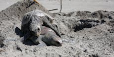 338 Meeresschildkröten wurden tot an den Strand gespült