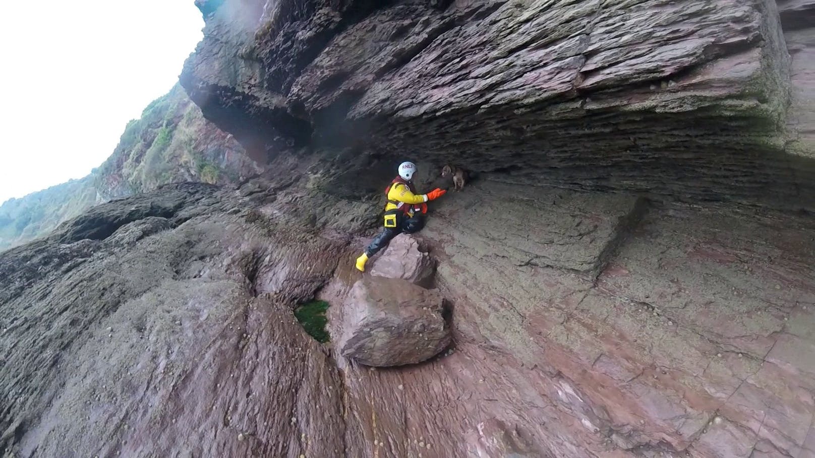 Der kleine Spaniel "Yogi" stürzte 30 Meter tief in die Klippen von Torbay (England).