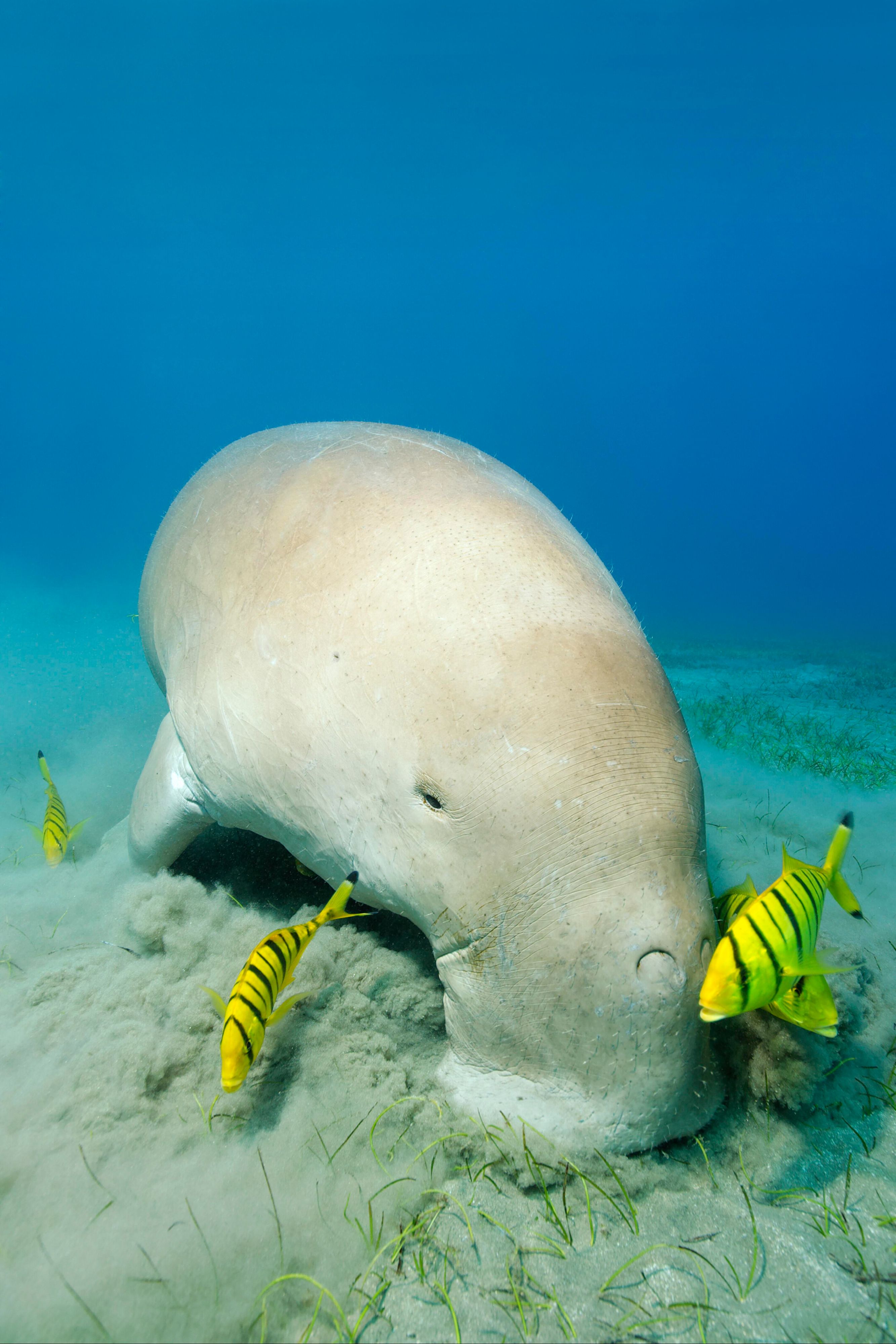 Forscher erklären Dugongs in China für ausgestorben.
