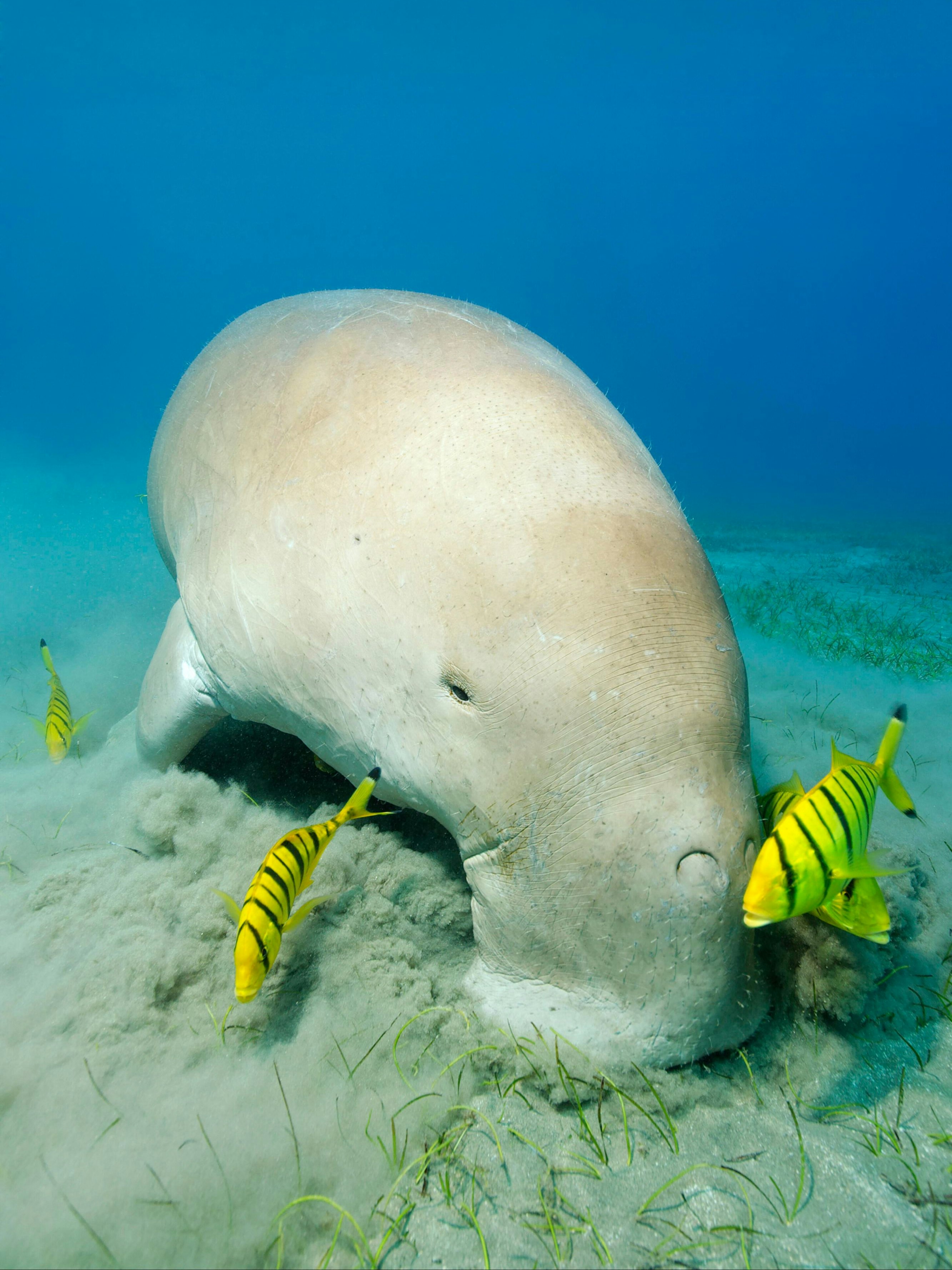 Download von www.picturedesk.com am 25.08.2022 (13:27).  Gabelschwanzseekuh (Dugong dugon) weidet auf Seegraswiese gefolgt von Schwarzgoldene Pilotmakrele (Gnathanodon speciosus), auch Goldmakrele oder Königsmakrele, Rotes Meer, Aqaba, Jordanien, Asien - 20200120_PD15899 - Rechteinfo: Royalty Free (RF)
