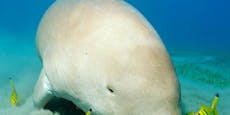 Dugong-Seekühe in China praktisch ausgestorben