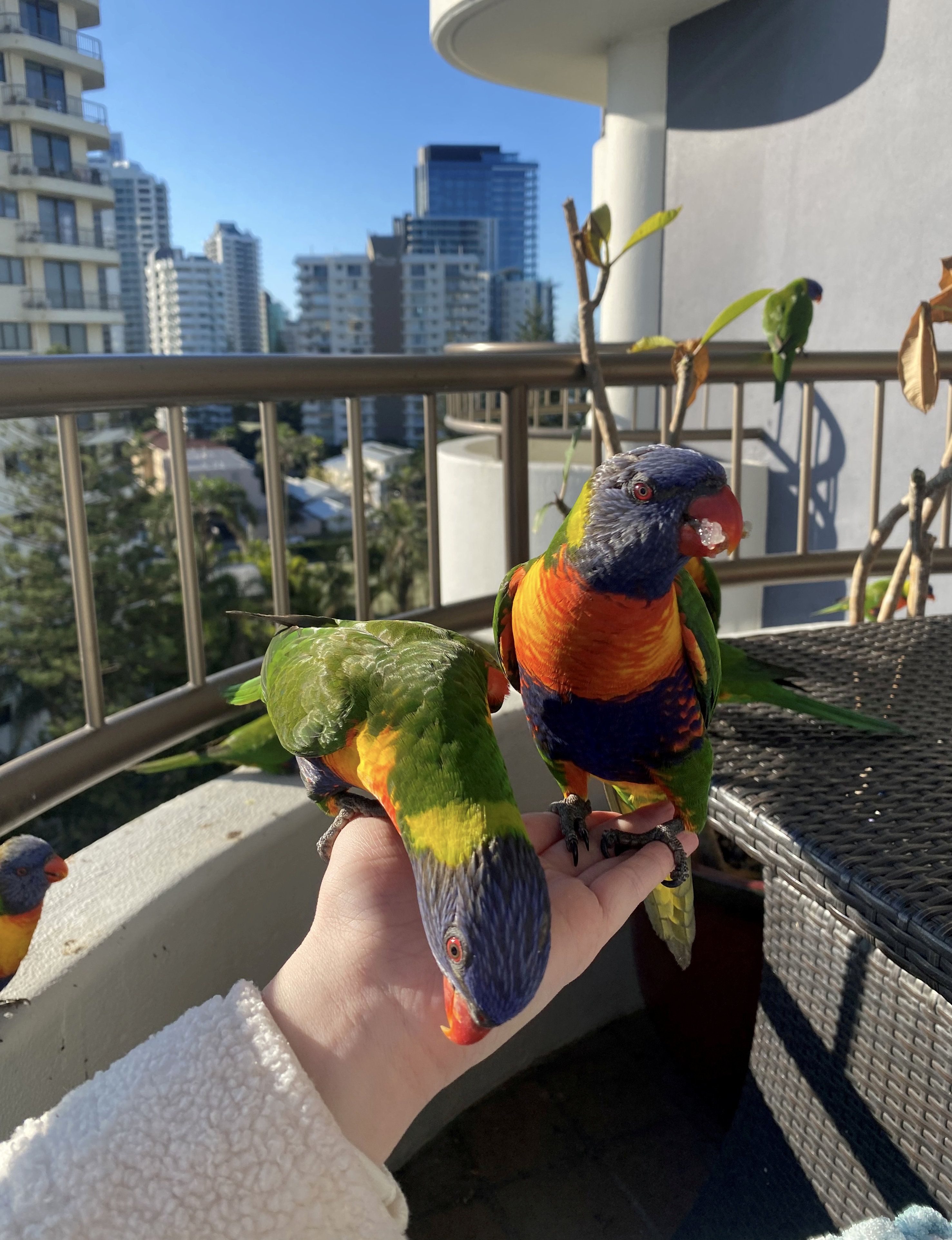 Das junge Pärchen Georgina Brough und Christian Allen in Gold Coast, Australien bekommt jeden Tag wilden Besuch.