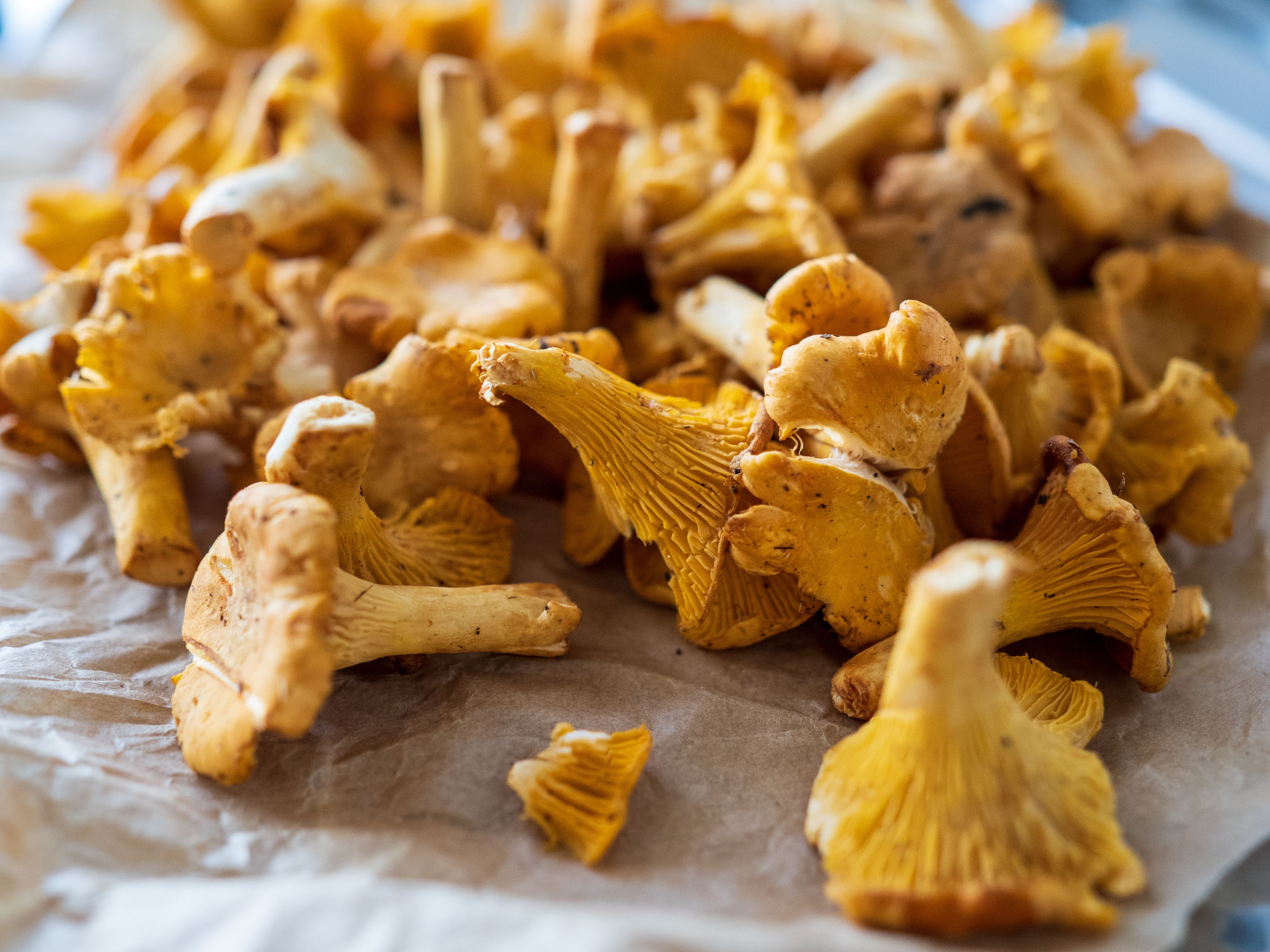 Close-up of chanterelles