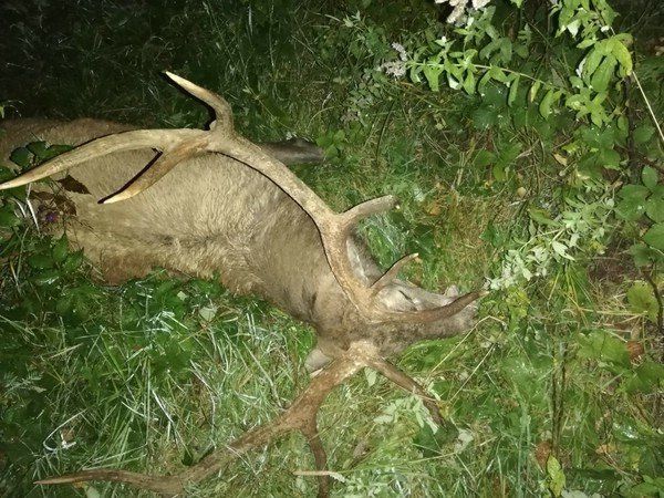 Der Hirsch starb noch am Unfallort.