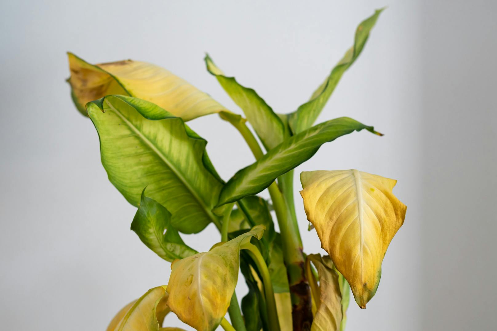 <strong>Gelbe Blätter: </strong>Ein einzelnes gelbes Blatt an einer sonst gesunden Pflanze ist eher kein Grund zur Sorge. Hat die Pflanze aber sehr viele gelbe Blätter, könnte sie eine ganze Reihe von Problemen haben: zu viel Wasser, zu wenig Wasser, Befall von Schädlingen, zu viel Dünger oder falsche Lichtverhältnisse. So oder so: Eine Pflanze mit vielen gelben Blättern solltest du besser im Laden lassen.