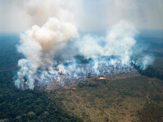 Pro Minute verschwinden drei Fußballfelder Regenwald. Trotz Waldschutzversprechen der brasilianischen Regierung steigt die Abholzung im Amazonas weiter stark an.