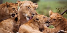 Safaripark versteigert 12 Löwen - Tierschützer warnen