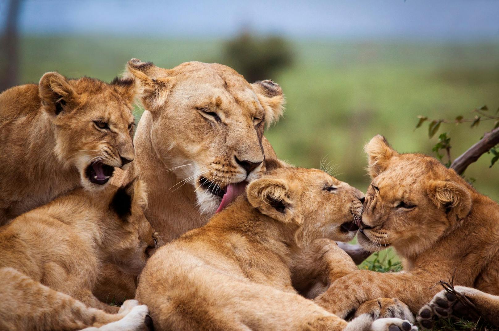 Safaripark versteigert 12 Löwen - Tierschützer warnen