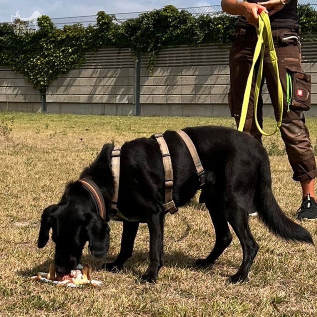 Leo ließ sich die Geburtstagstorte schmecken.