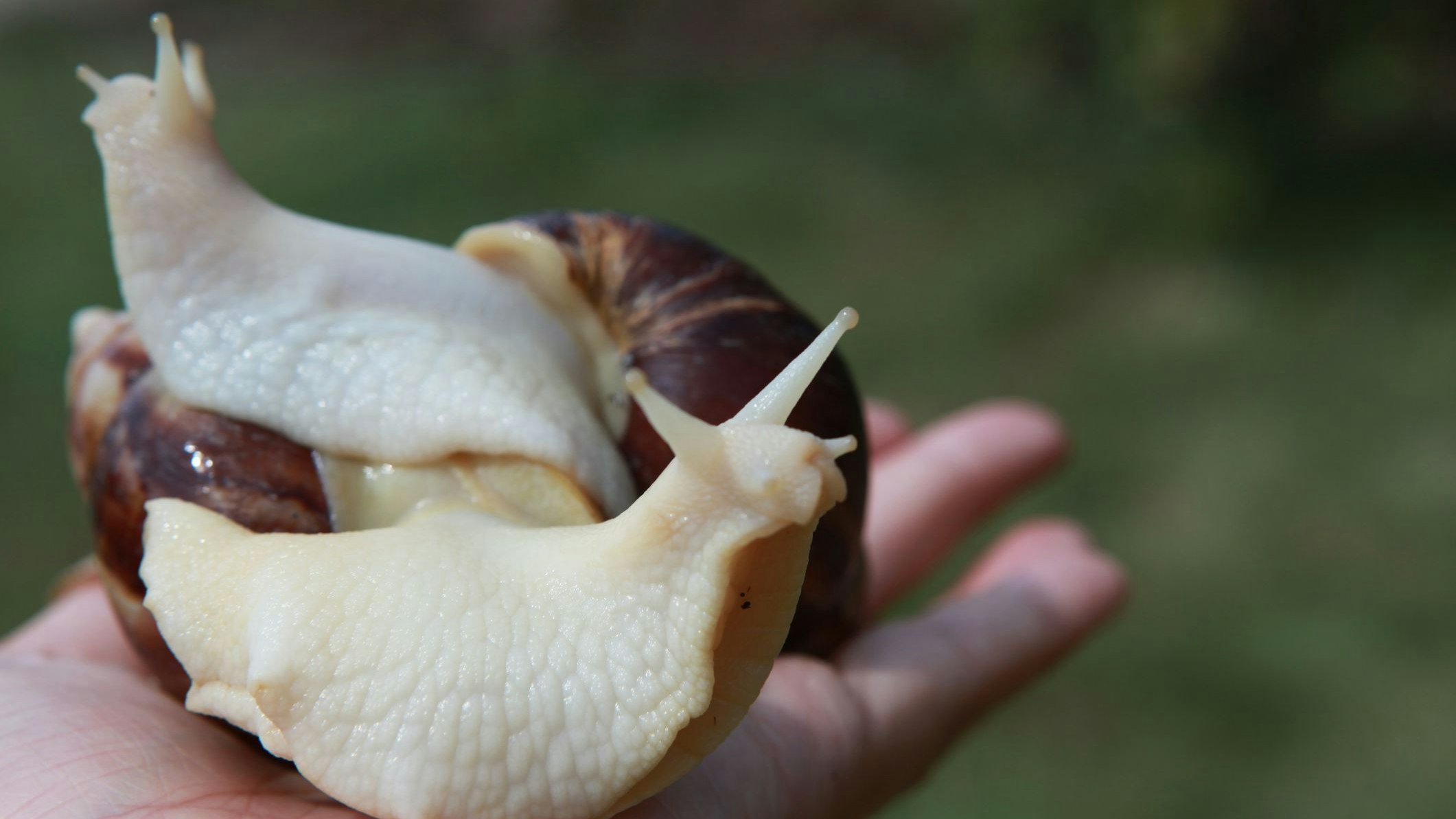 Nicht nur Hund und Katz' landen im Tierheim - auch Schnecken werden abgegeben. 