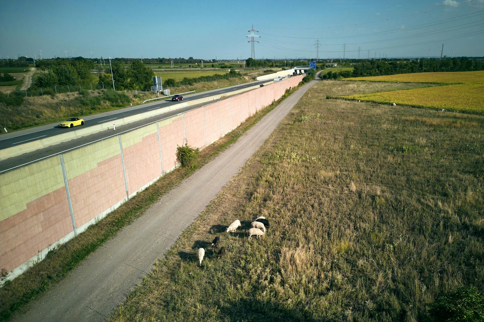Bilder von den Mäh-Schafen an der Autobahn.