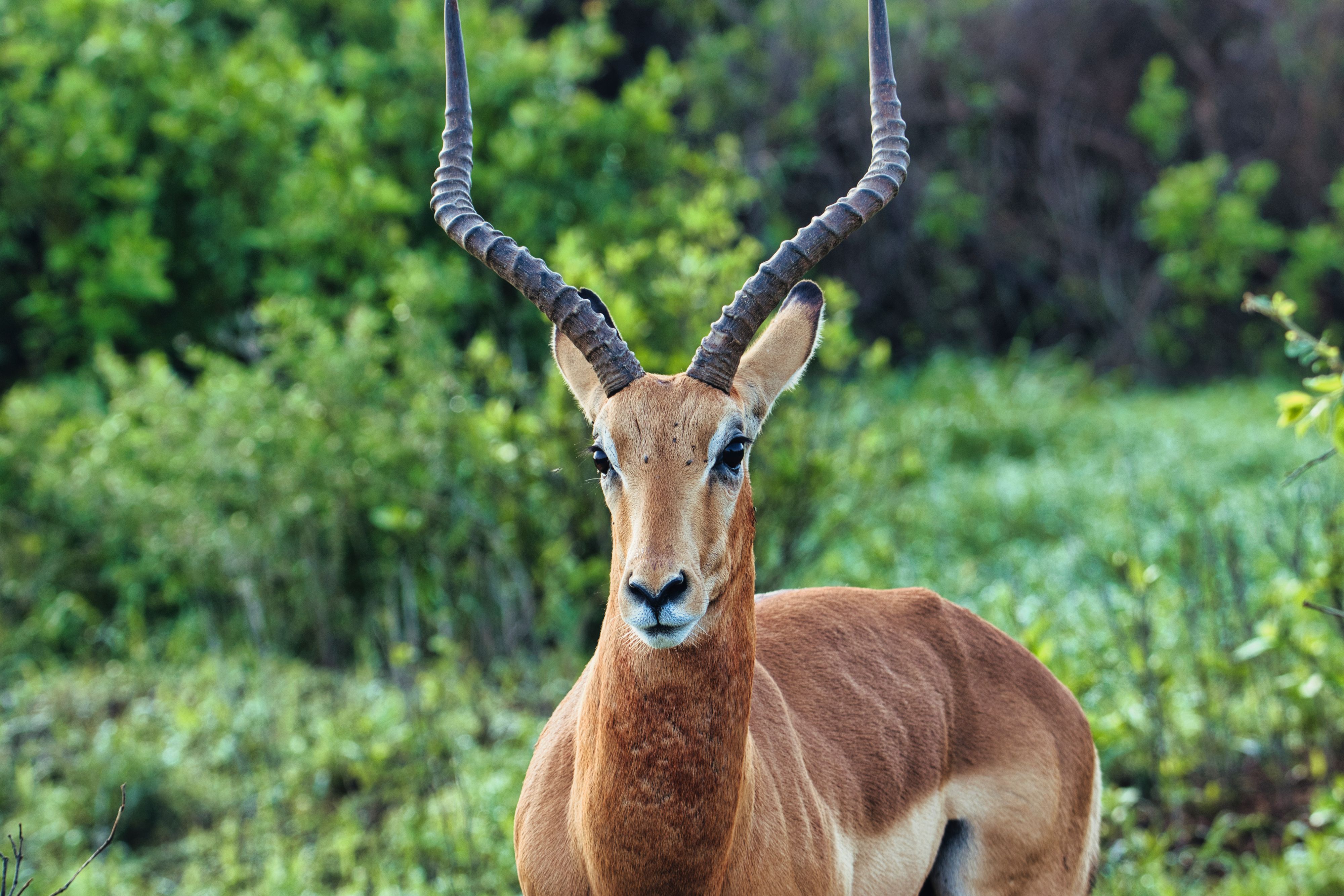 In einem schwedischen Tierpark kam es zu einem tragischen Zwischenfall mit einer Antilope.