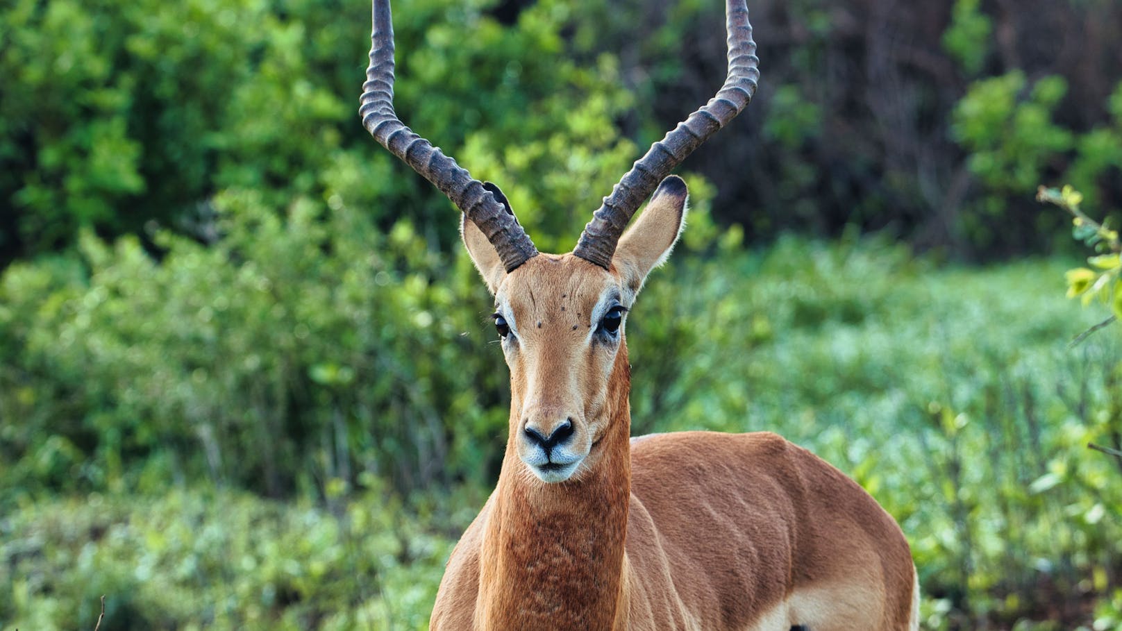 In einem schwedischen Tierpark kam es zu einem tragischen Zwischenfall mit einer Antilope.
