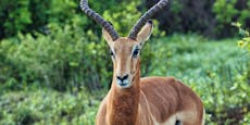 Zoo-Mitarbeiter von Antilope aufgespießt – tot