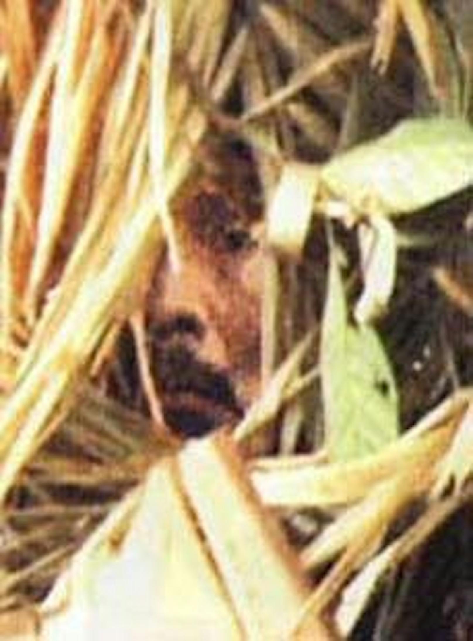 Einsamster Mann stirbt nach 26 Jahren allein im Dschungel