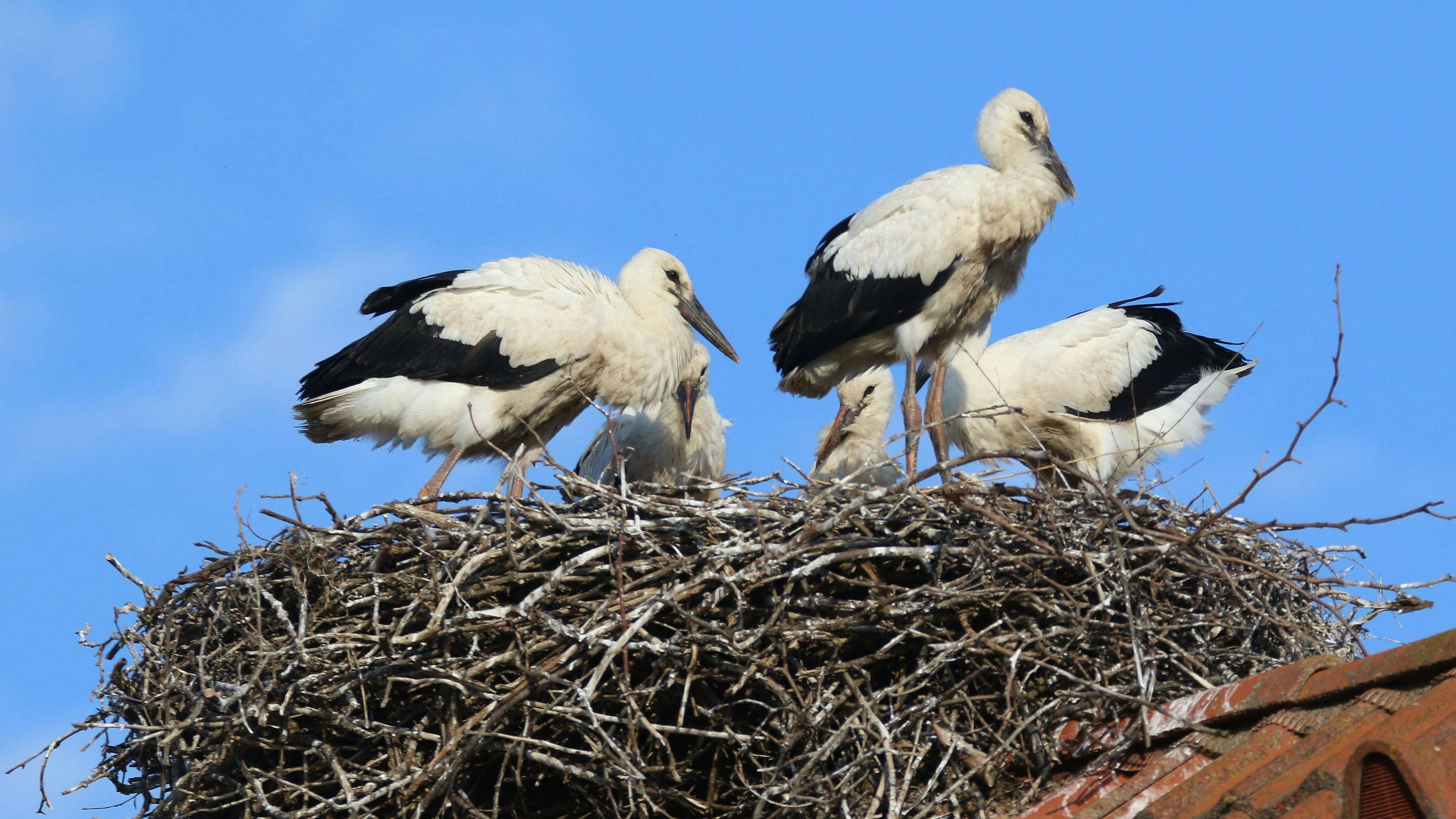 In Vorarlberg werden immer mehr Storchenpaare heimisch (Symbolbild)