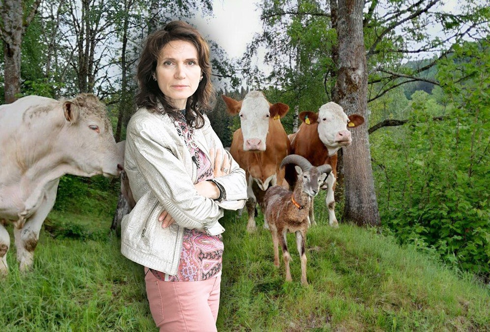 Mufflon Moritz (umgeben von Kühen) wurde irrtümlich erlegt. Anwältin Astrid Wagner schießt nun gegen den Schützen.