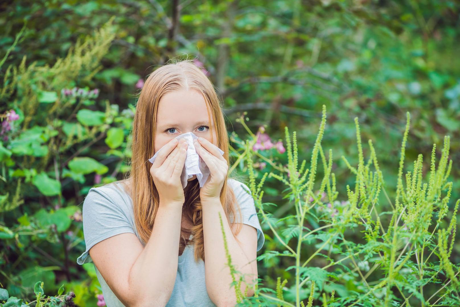 Die Welle ist noch nicht vorbei: Ragweed setzt Allergikern weiter stark zu.