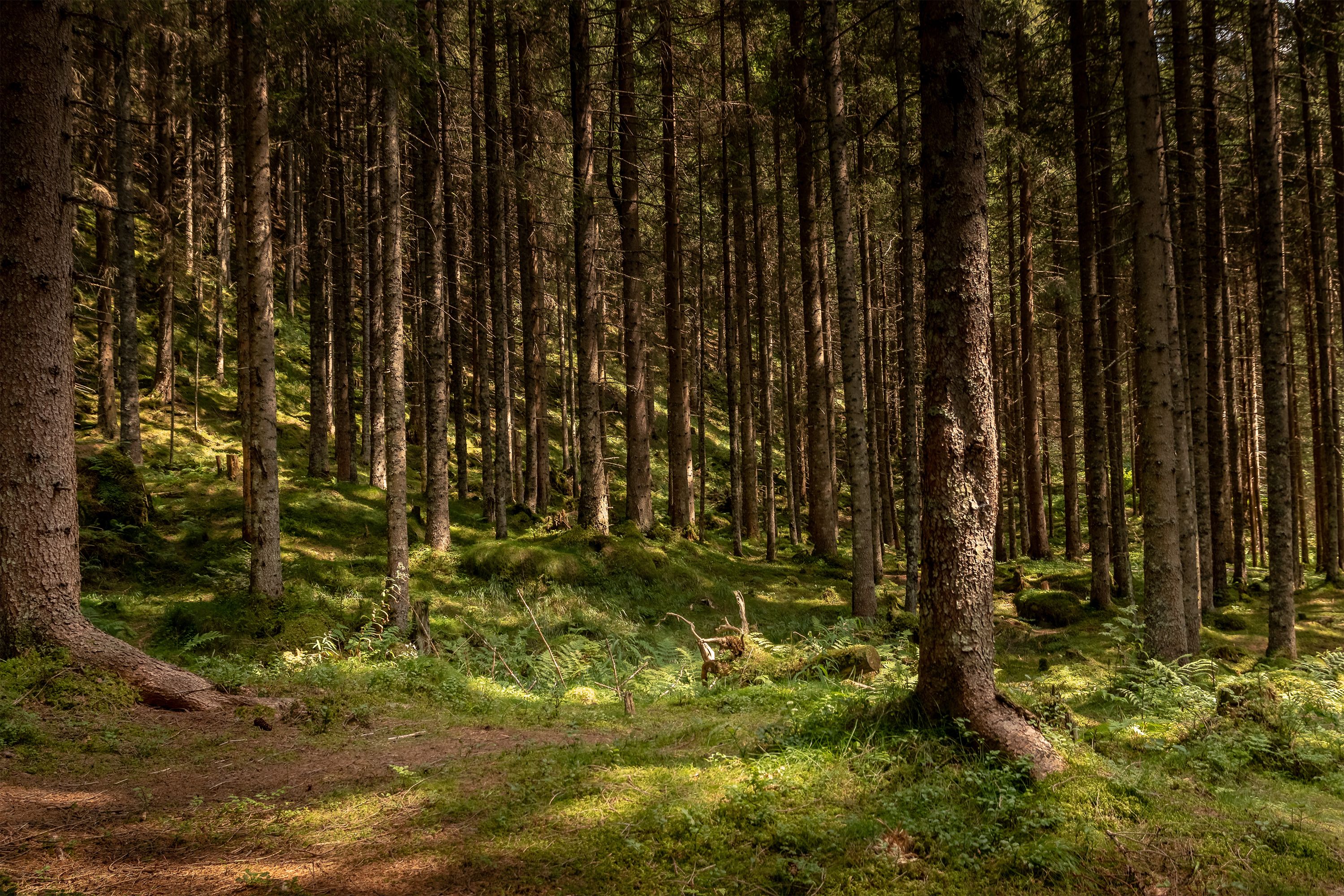 Wäldern kommt in Zeiten der Klimakrise eine enorme Bedeutung zu.