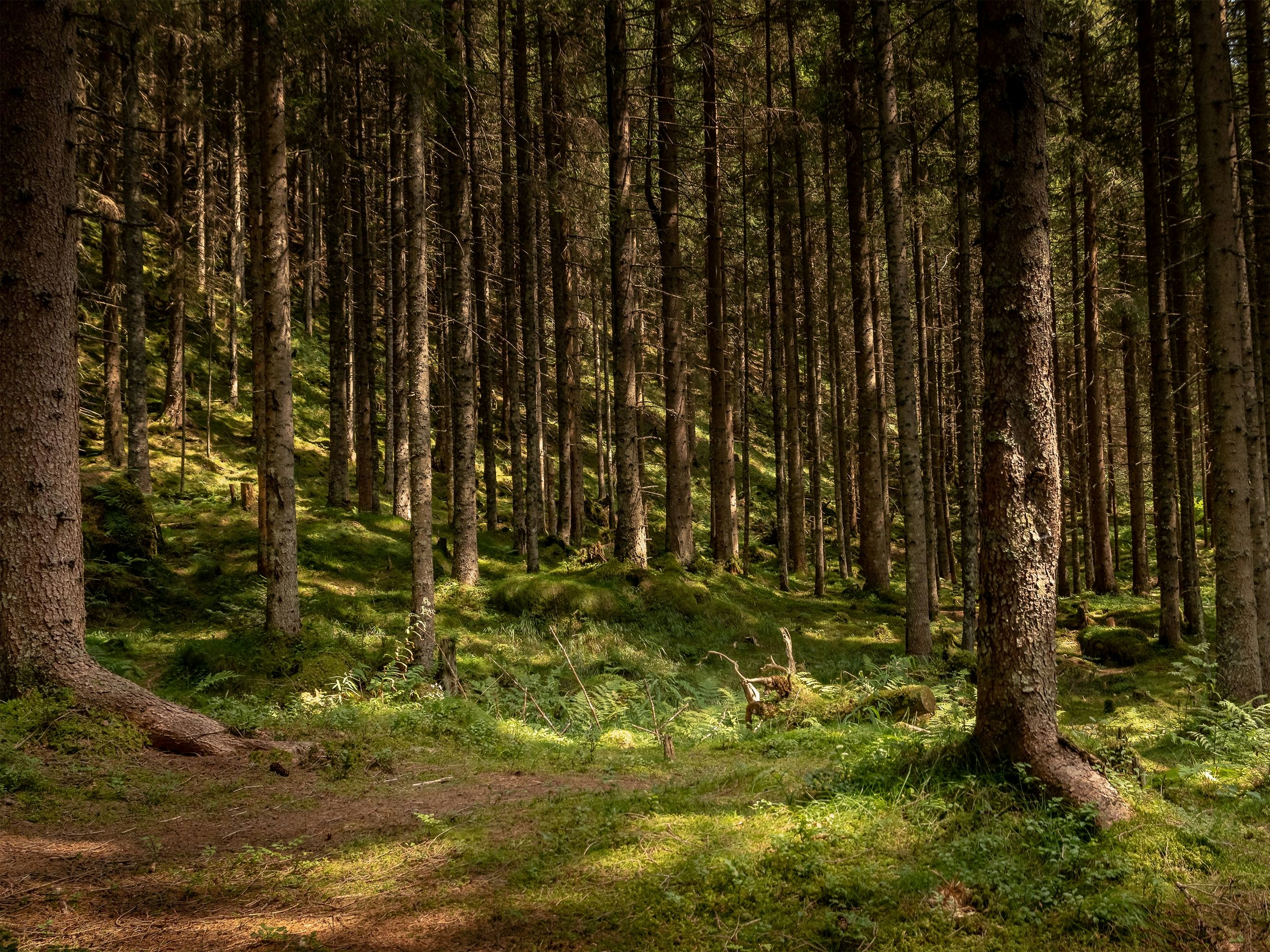 Green woodland in summer