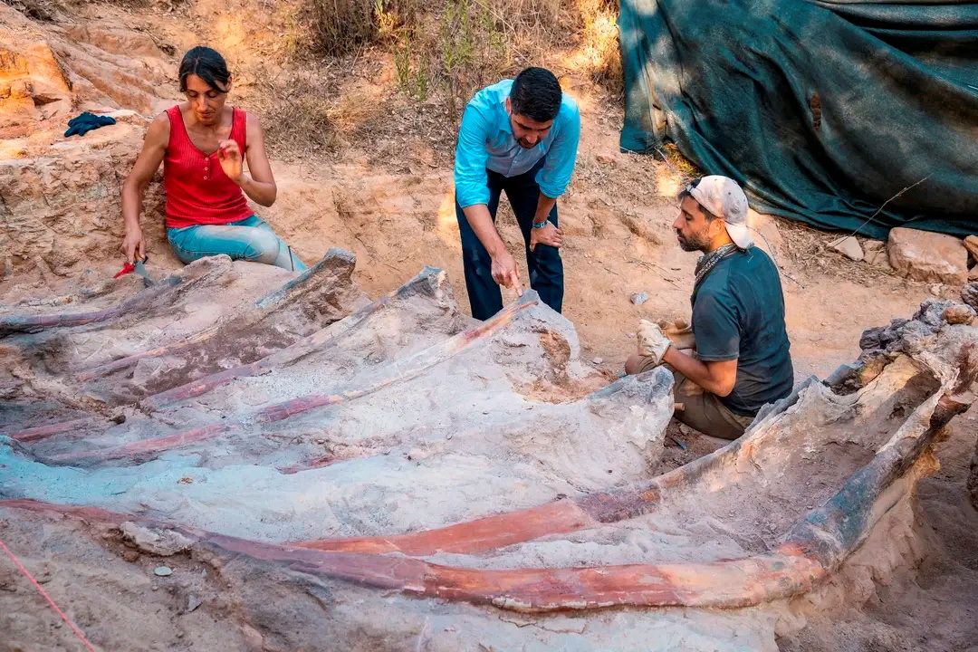 A view during excavation works of a sequence of dorsal ribs of a sauropod dinosaur in the Monte Agudo fossil site, in Pombal, Portugal in this handout taken August 2022. Instituto Dom Luiz (Faculty of Sciences of the University of Lisbon) /Handout via REUTERS    THIS IMAGE HAS BEEN SUPPLIED BY A THIRD PARTY. MANDATORY CREDIT. NO RESALES. NO ARCHIVES.