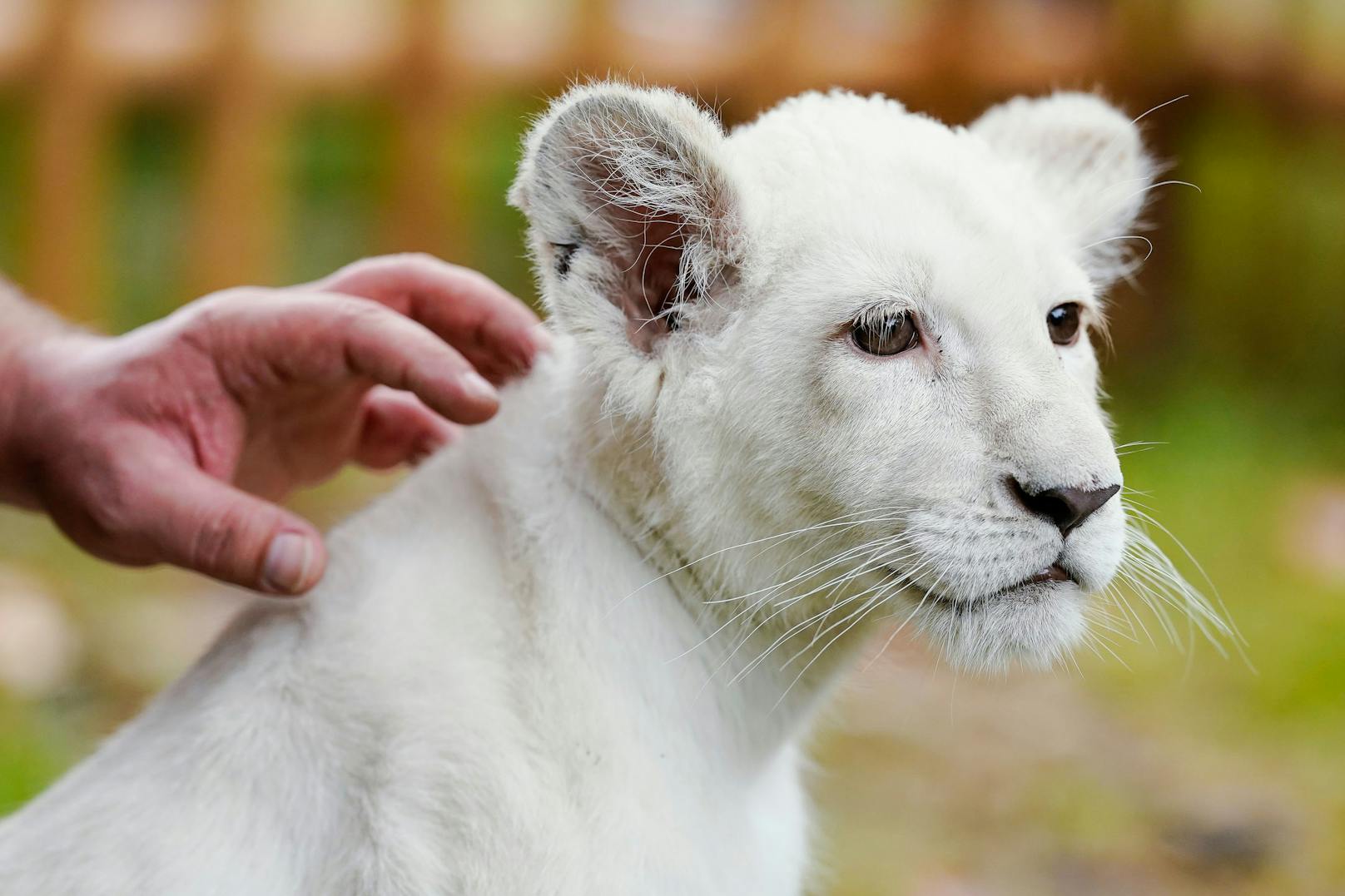 Der Mann wollte eines von zwei weißen Löwenbabys aus dem Gehege stehlen. Dies bezahlte er mit seinem Leben. (Symbolbild)