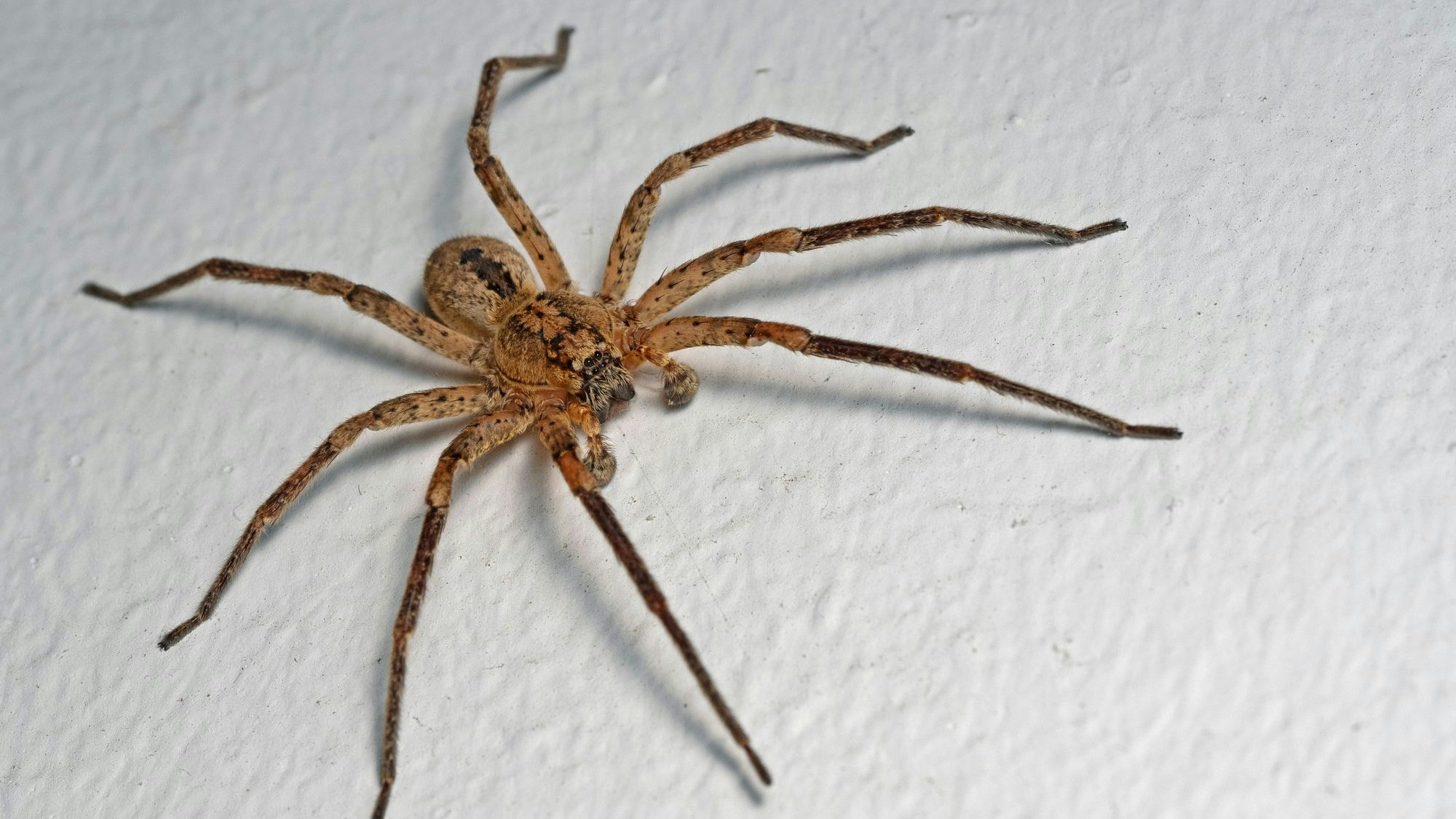 House Spider, Hausspinne (Tegenaria domestica)