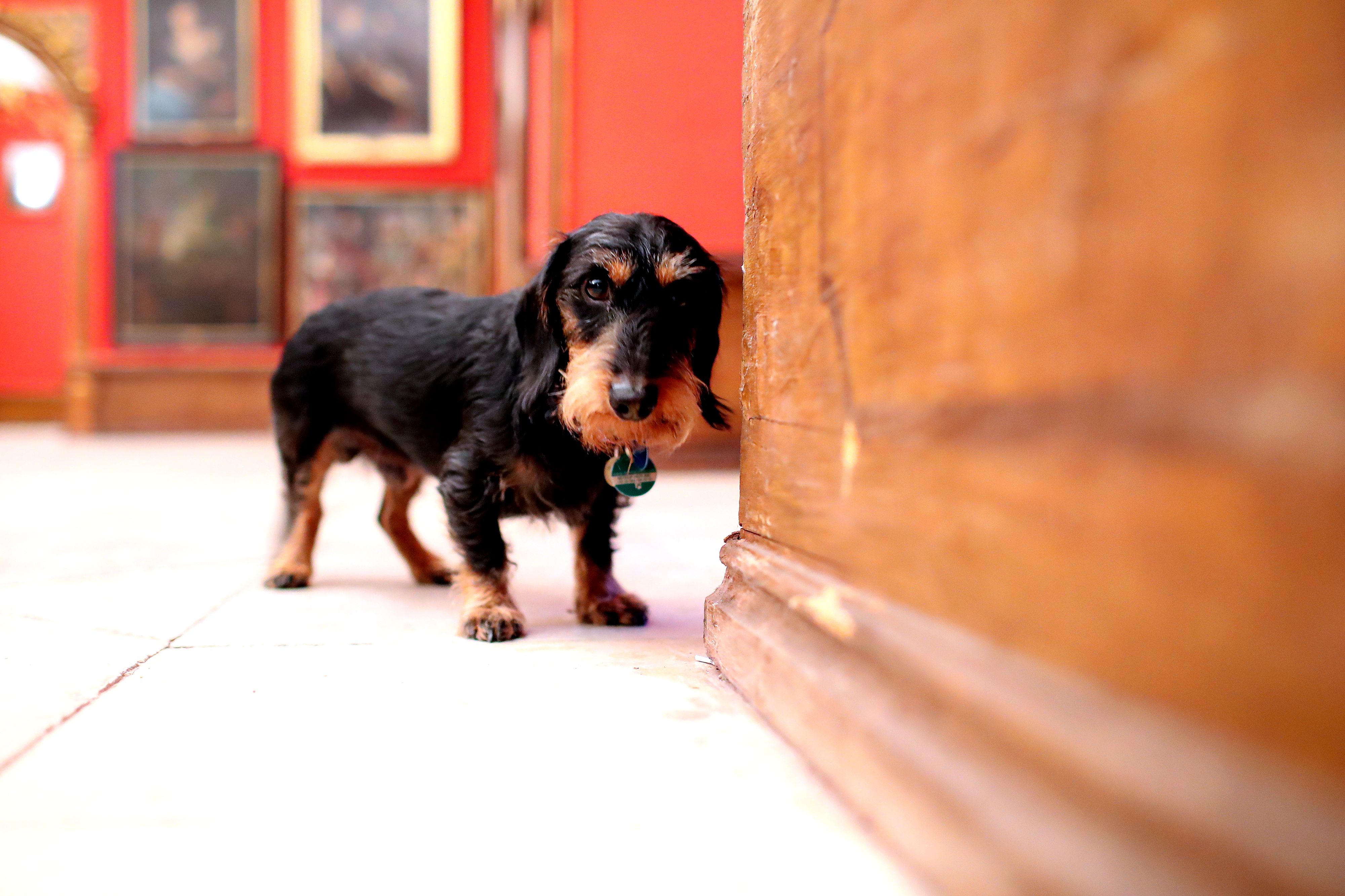 Der dreieinhalbjährige Zwergdackel 