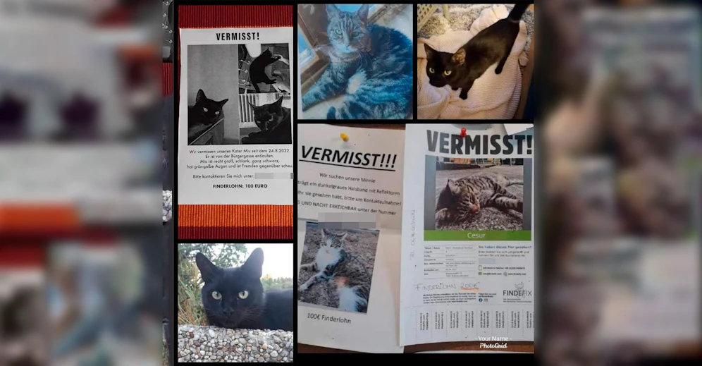 <em>Miez</em>eriös: In Wulkaprodersdorf (Bgld.) werden sechs Katzen vermisst.
